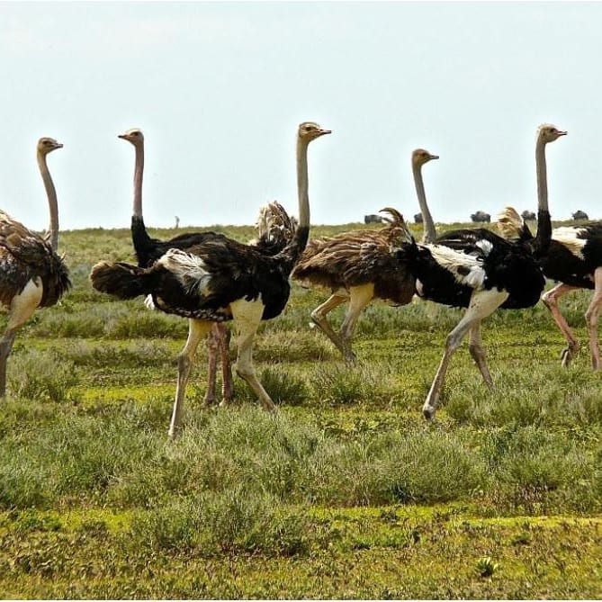Amazing Facts about the Common Ostrich