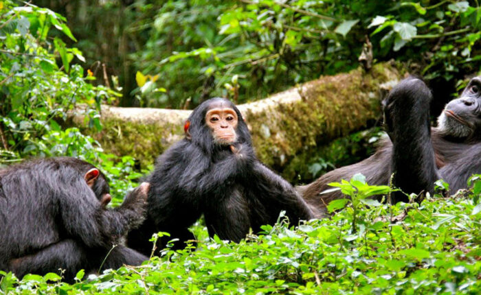 Chimpanzee & Gorilla Safari in Uganda