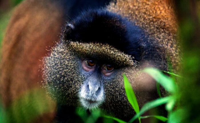 Uganda Golden Monkey