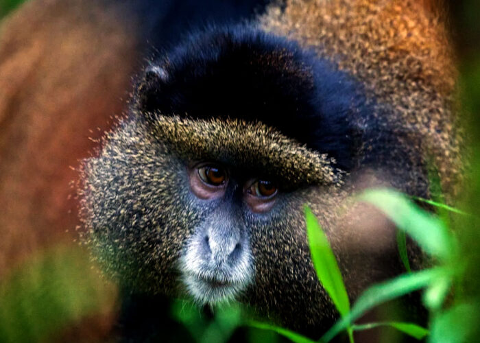 Uganda Golden Monkey