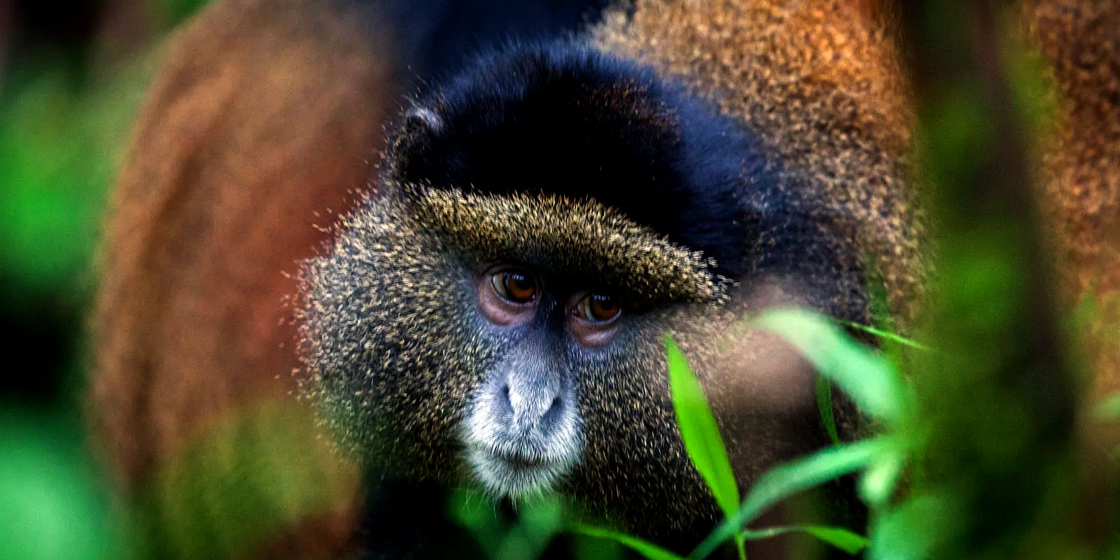 Uganda Golden Monkey